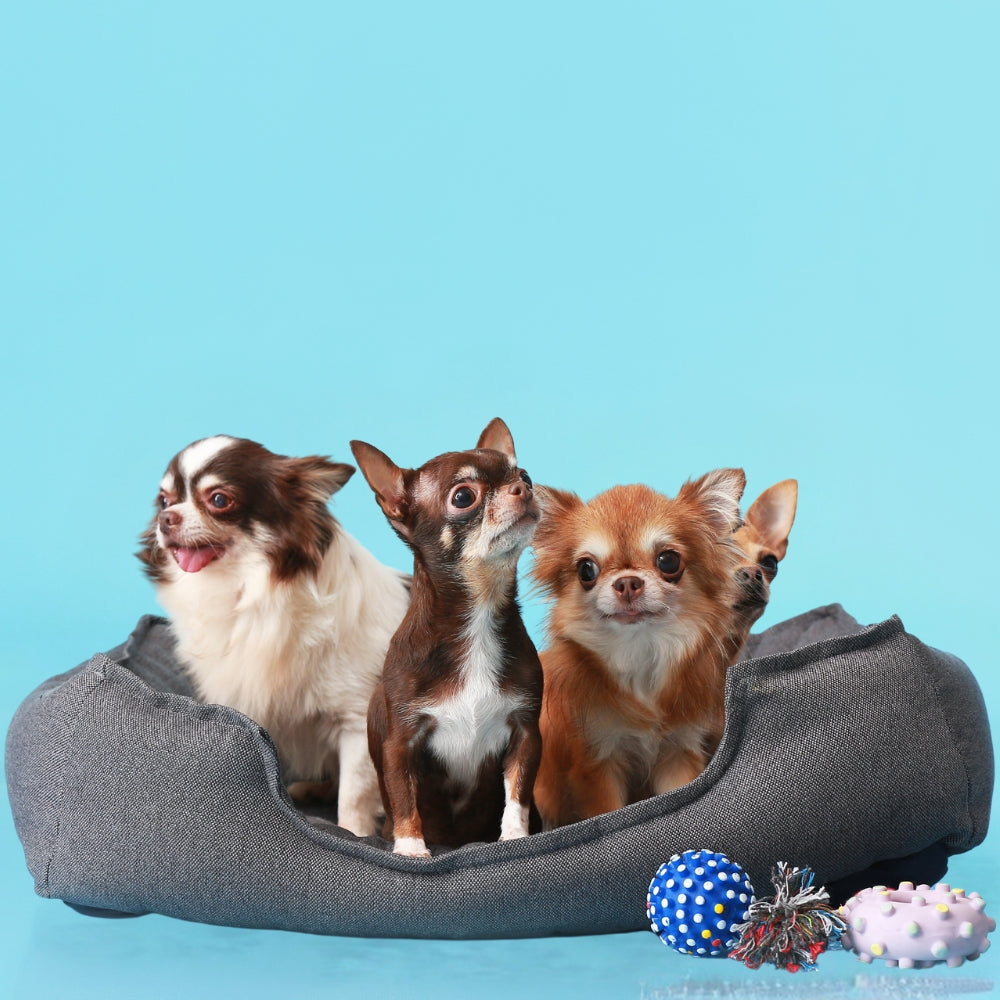 The Ultimate Guide to Dog Poop Bags: A Cleaner, Greener Solution
